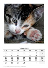 Februar_Hauskatze.pdf